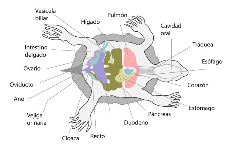 Anatomía interna de la tortuga